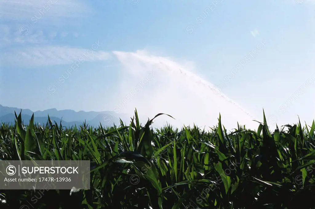 Cornfield being irrigated, Cerdanya, Pyrenees, Spain