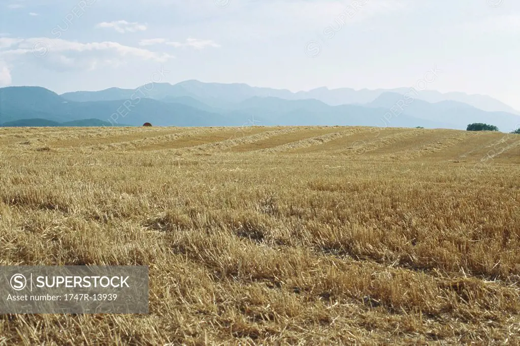 Field after harvest, Cerdanya, Pyrenees, Spain