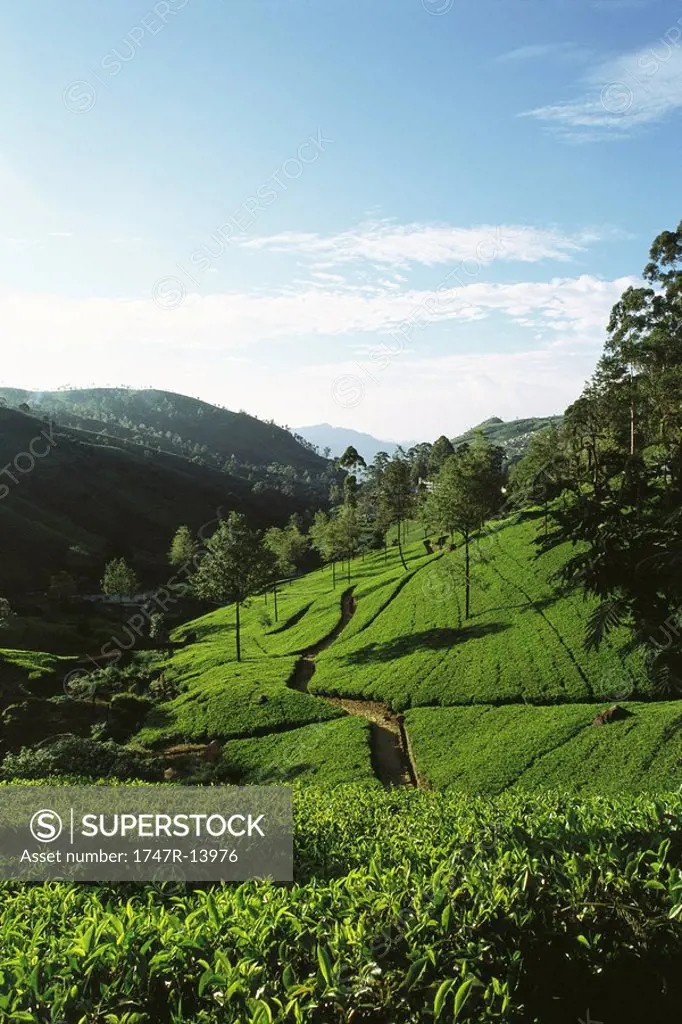 Tea plantation on hillside, Sri Lanka