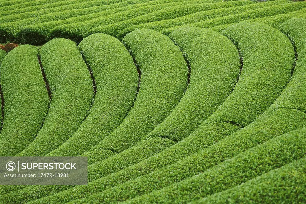 Tea plantation, Japan