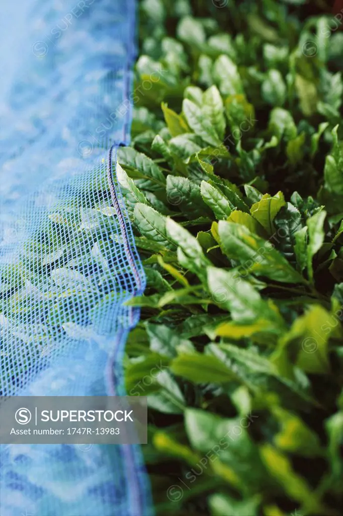 Tea plants covered with netting, Japan