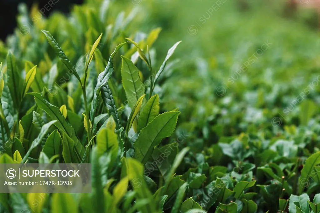 Tea plants, close_up