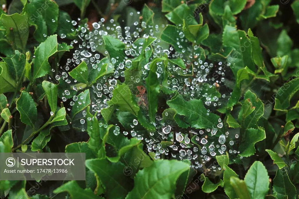 Dew_covered web on tea plant, Japan
