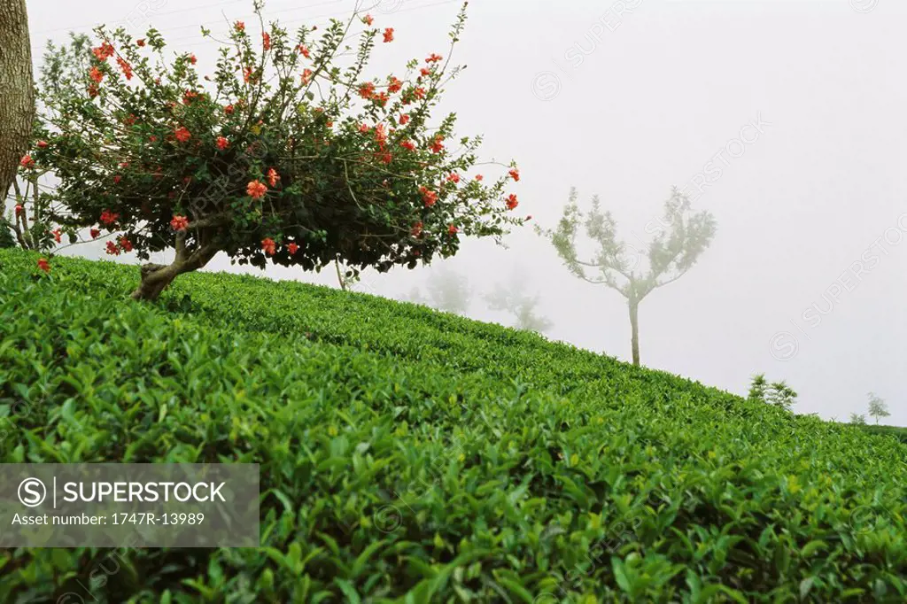 Tea plantation in mist, Darjeeling, India
