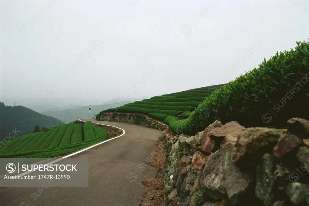 Tea plantation, landscape, Japan