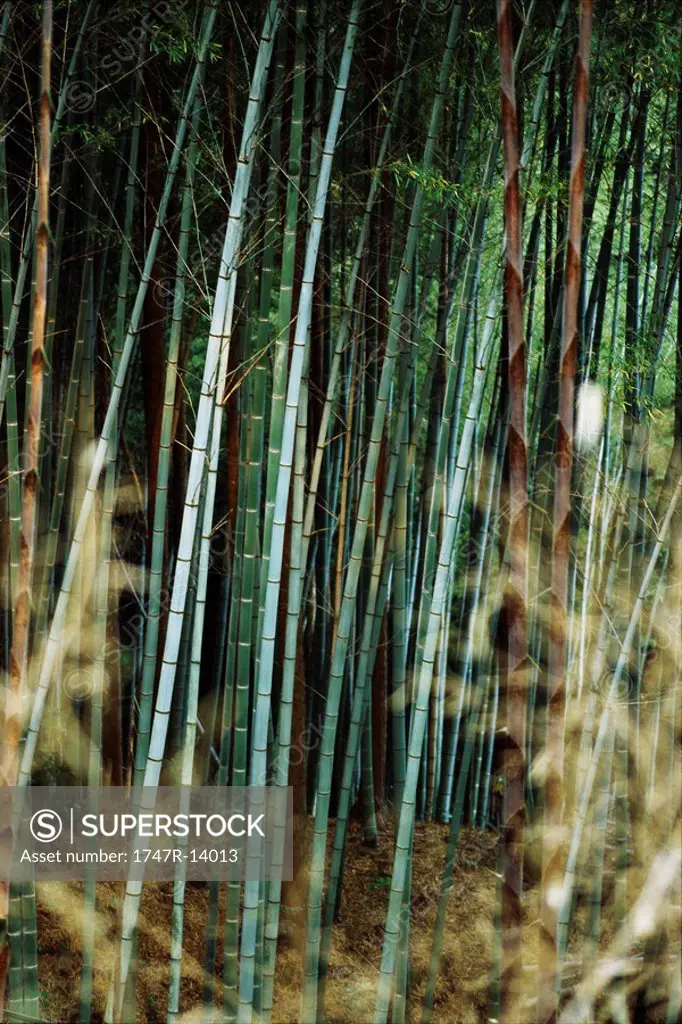 Bamboo grove, Japan