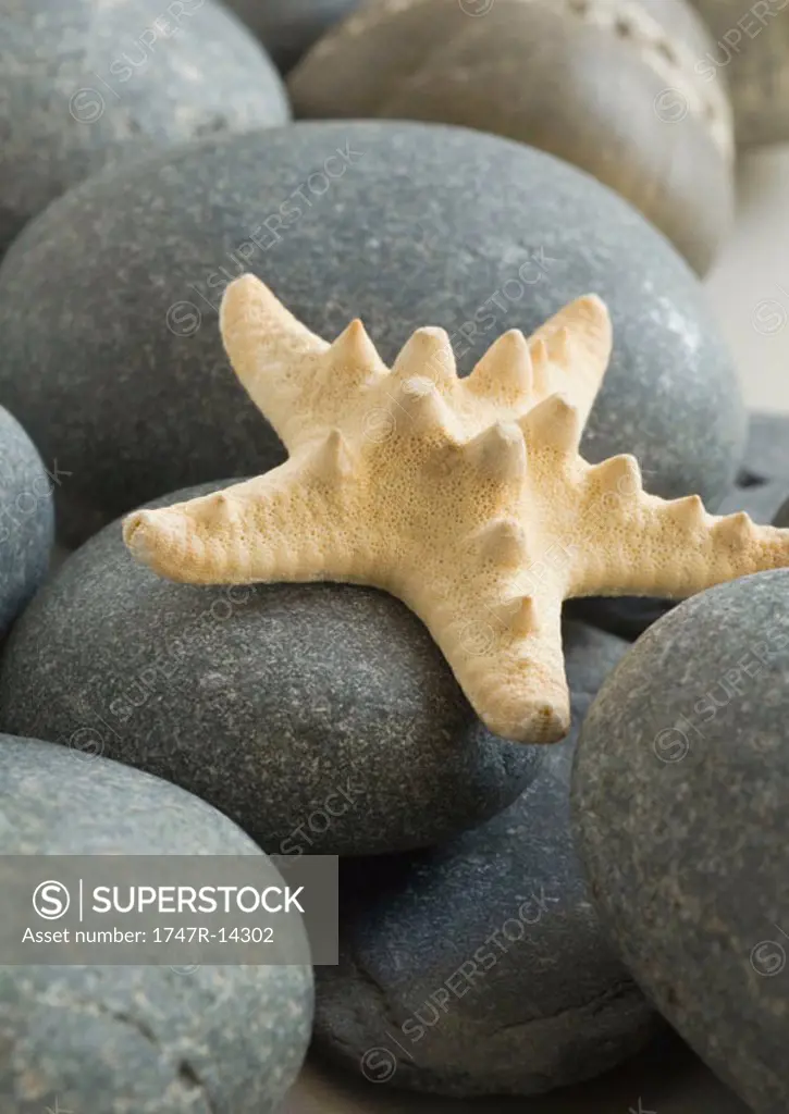 Dried starfish on pebbles