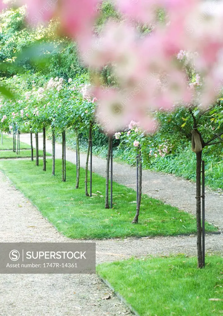 Landscaping, row of fruit trees in flower