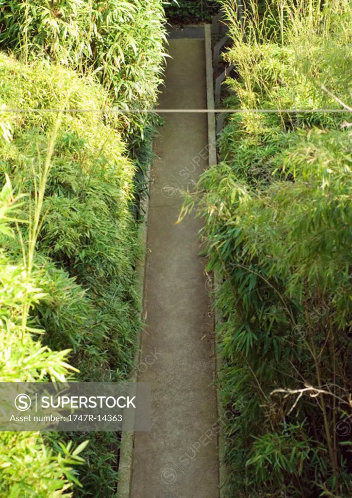 Landscaping, pathway through tall bamboo