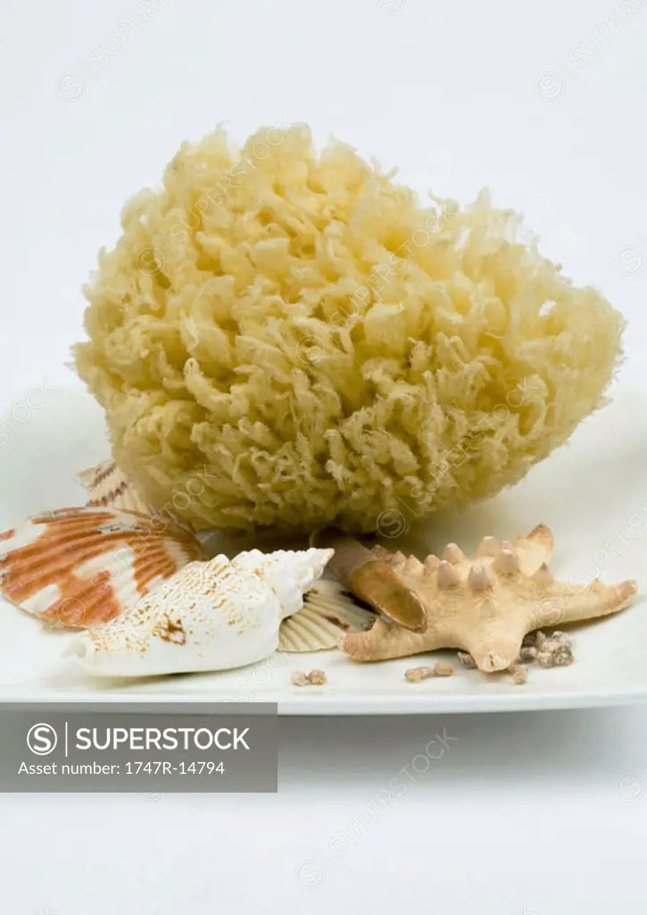 Natural sponge and seashells