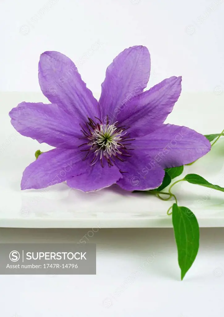 Clematis blossom on dish