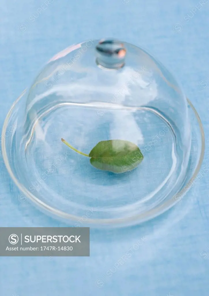 Leaf under glass dome