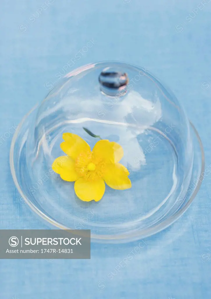 Flower under glass dome