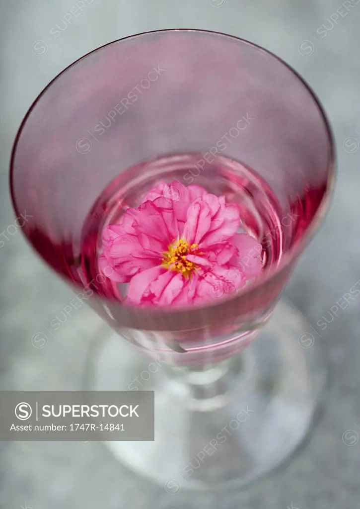 Peony in glass of water