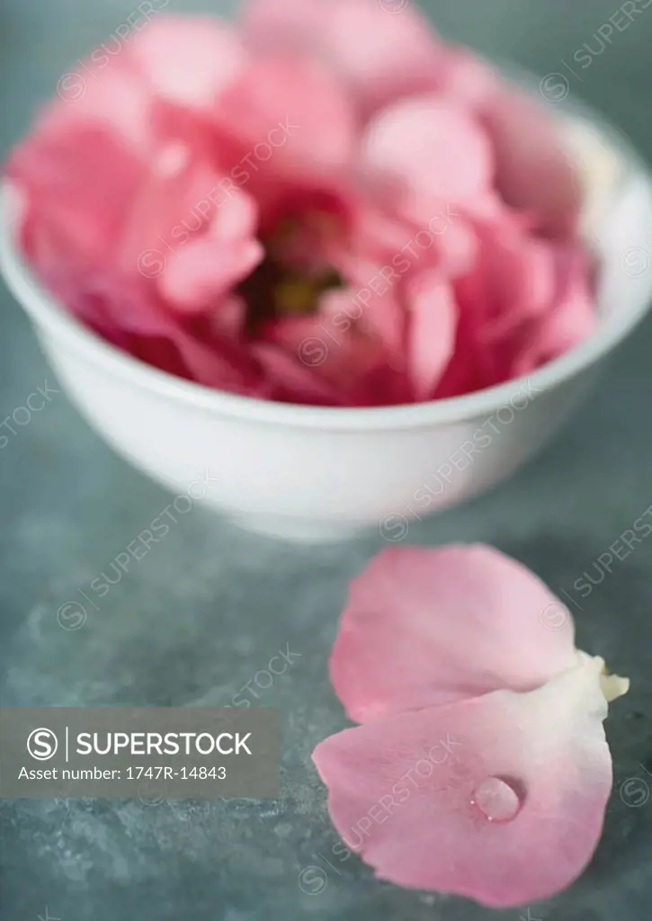 Peony in bowl, petals in foreground