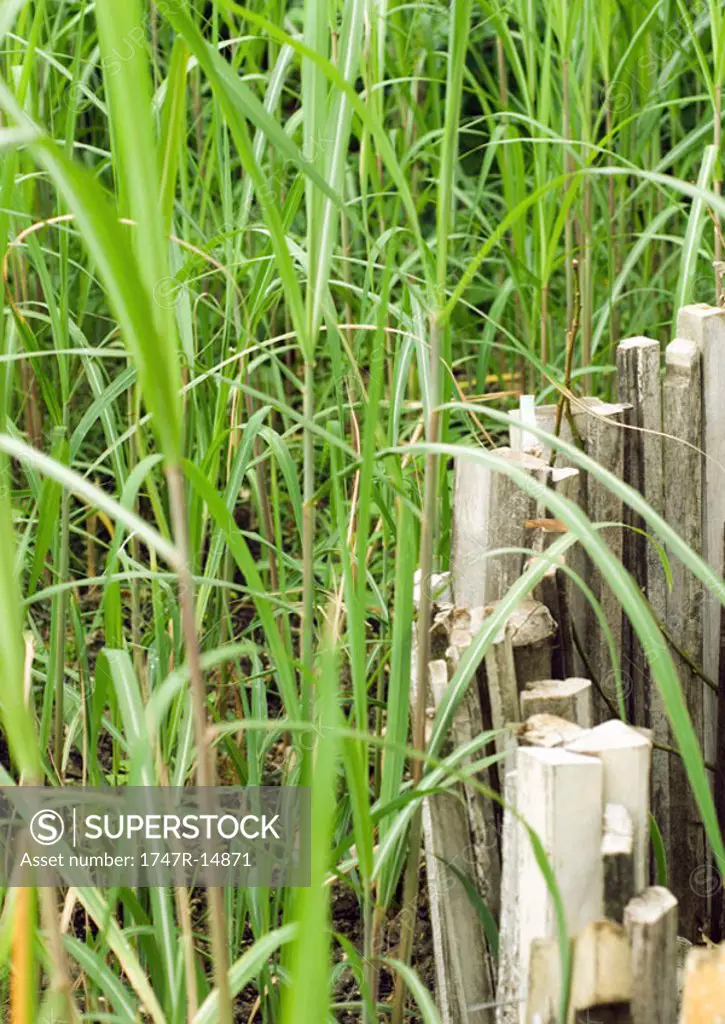 Long grass and wooden fence