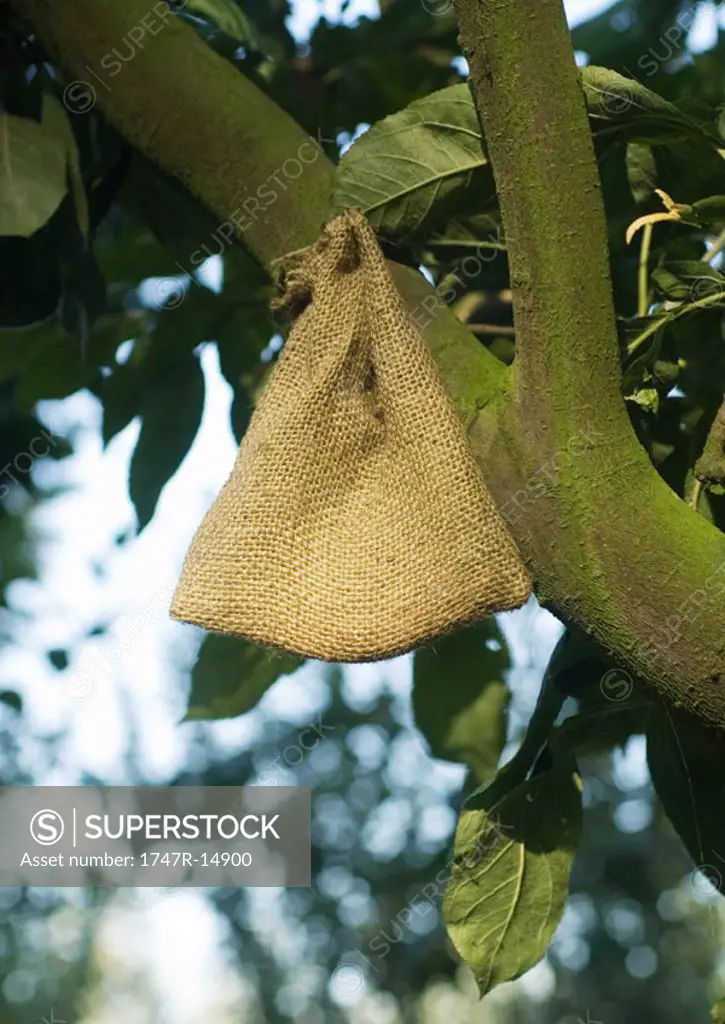 Bag hanging in tree