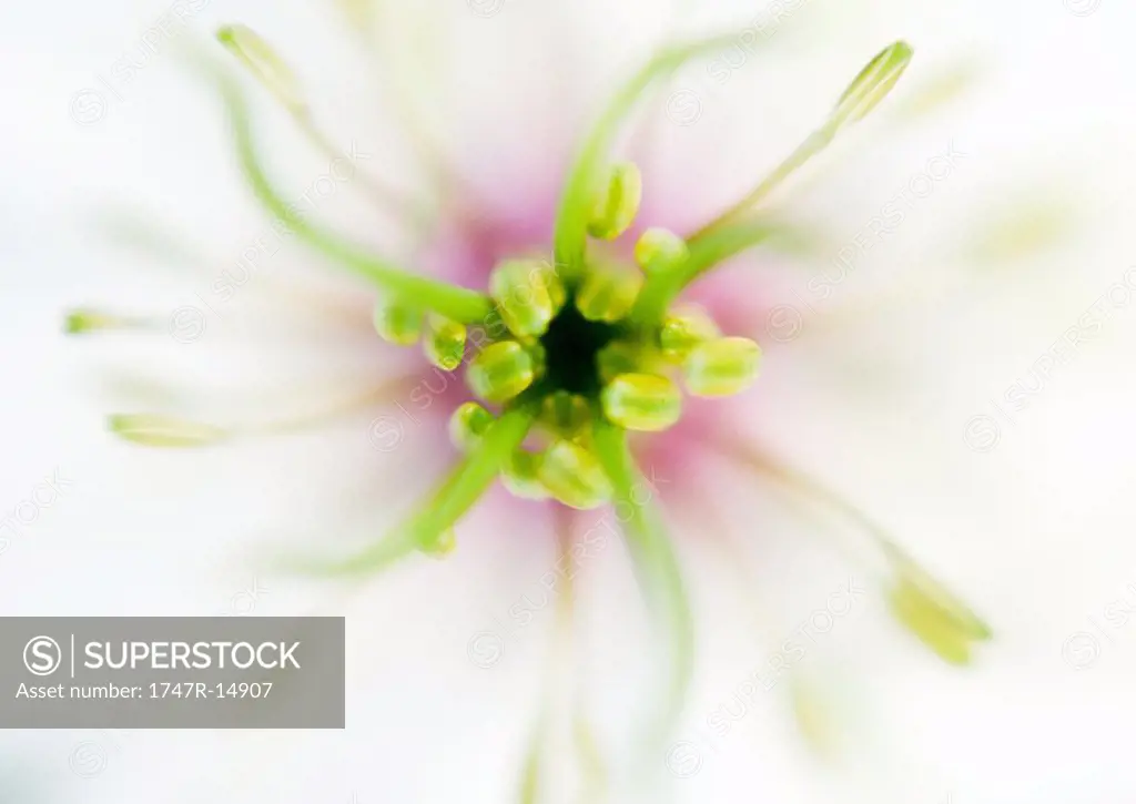 Flower sepal and stamen, extreme close-up