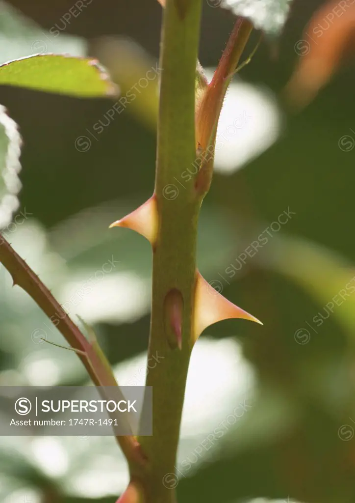 Thorns on rose stem, extreme close-up