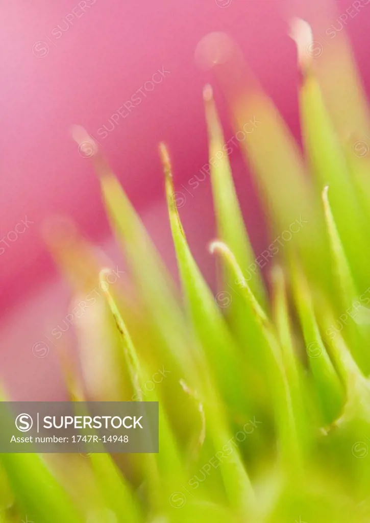 Bromeliad, extreme close-up, abstract view