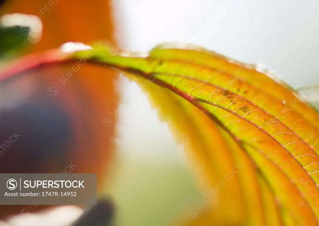 Leaf, extreme close-up