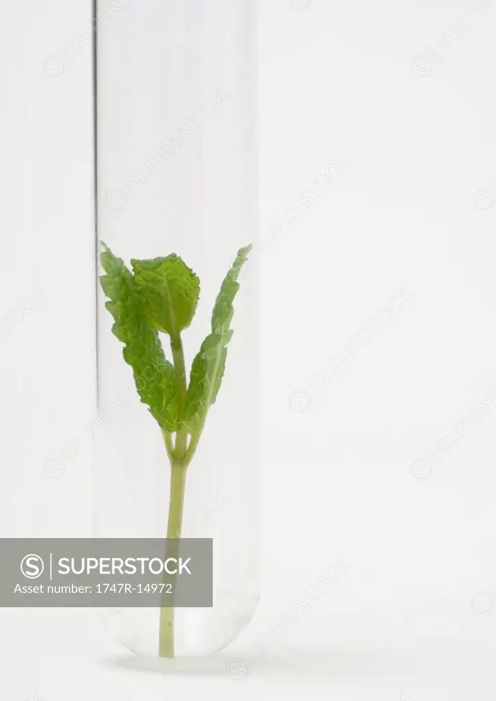 Sprig of mint in test tube