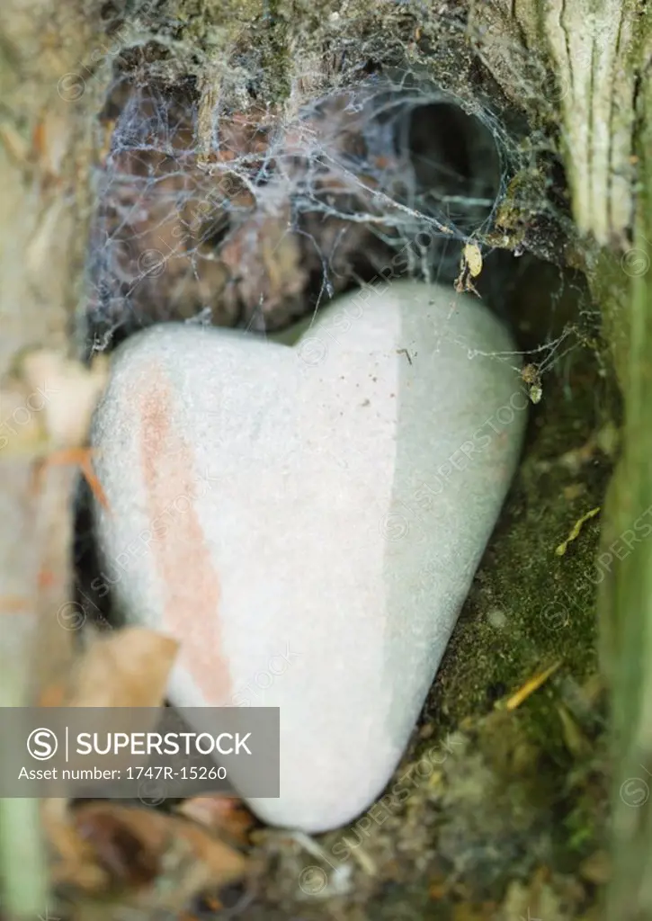 Heart shaped stone in webcovered nook