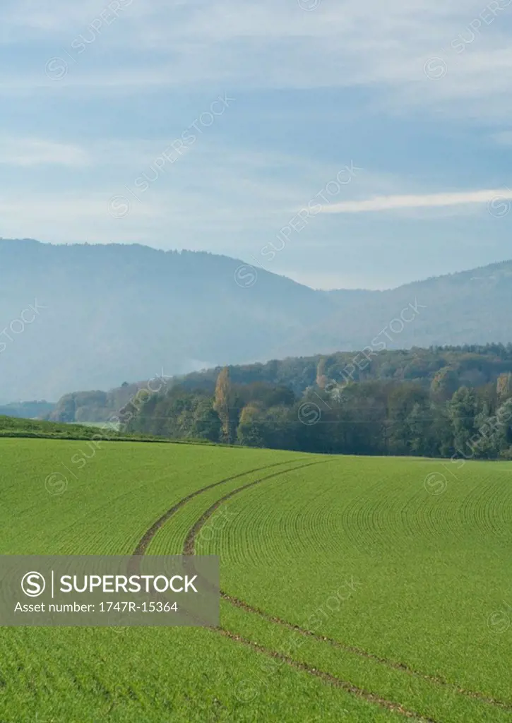 Tire tracks in field of crops, Switzerland