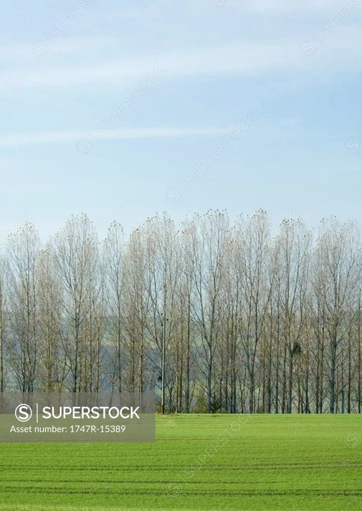 Bare trees and green field