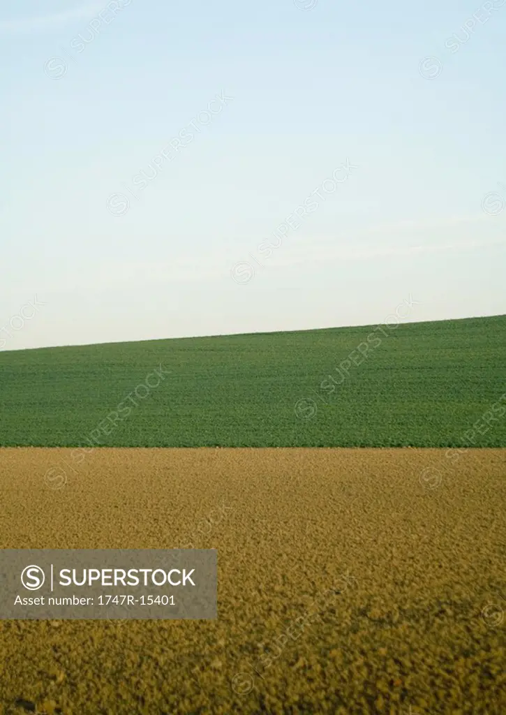 Plowed and planted fields