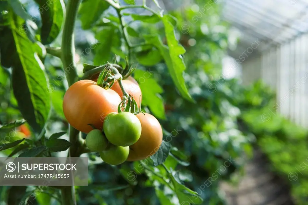 Tomatoes ripening in greenhouse