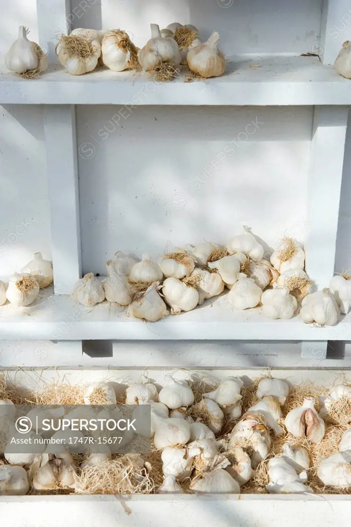 Fresh garlic on shelves