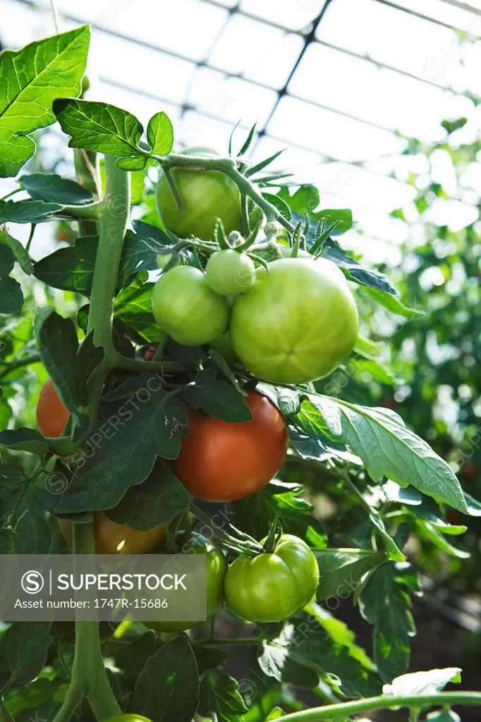 Tomatoes growing in greenhouse, close-up