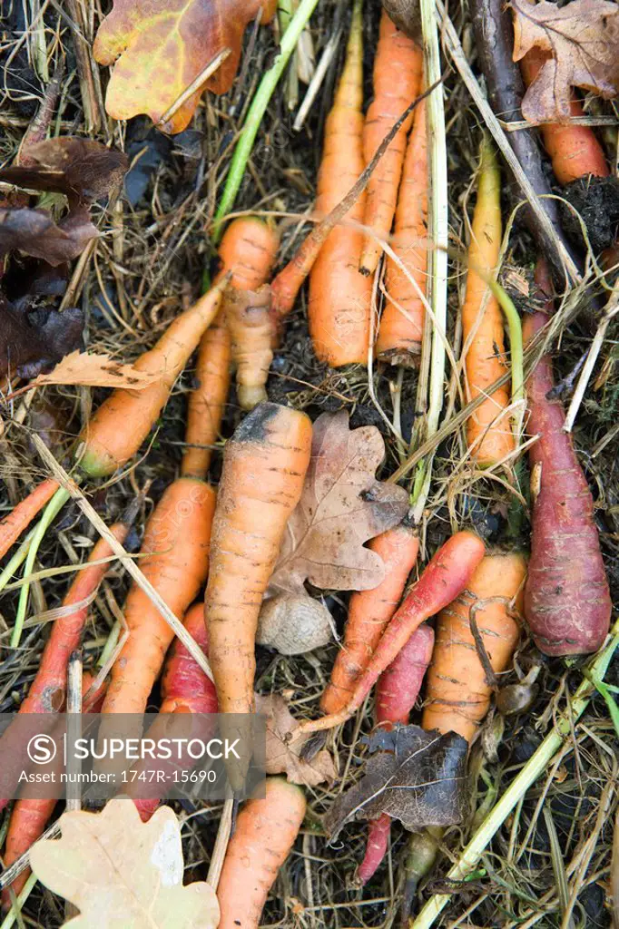 Carrots on the ground