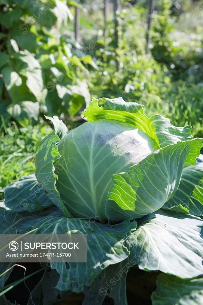 Head of cabbage outdoors