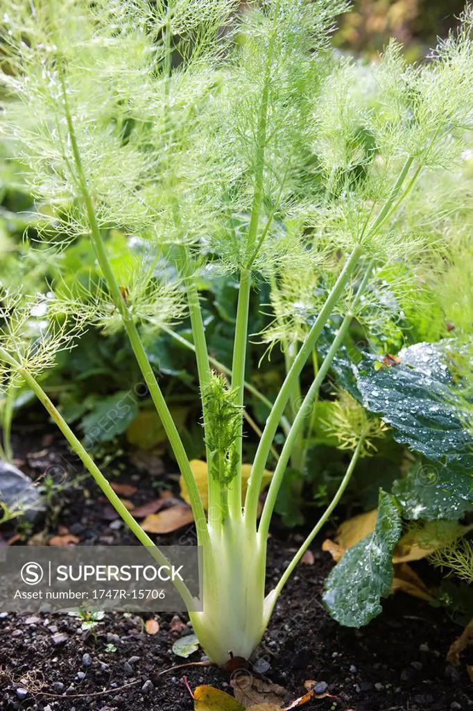 Fennel growing out of the ground