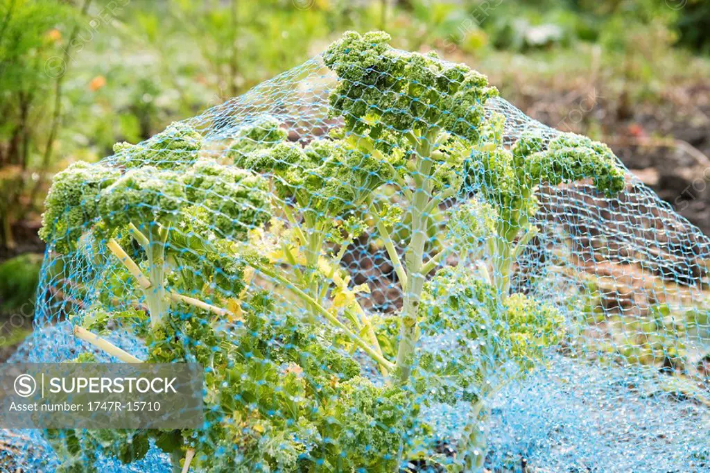 Kale covered in netting