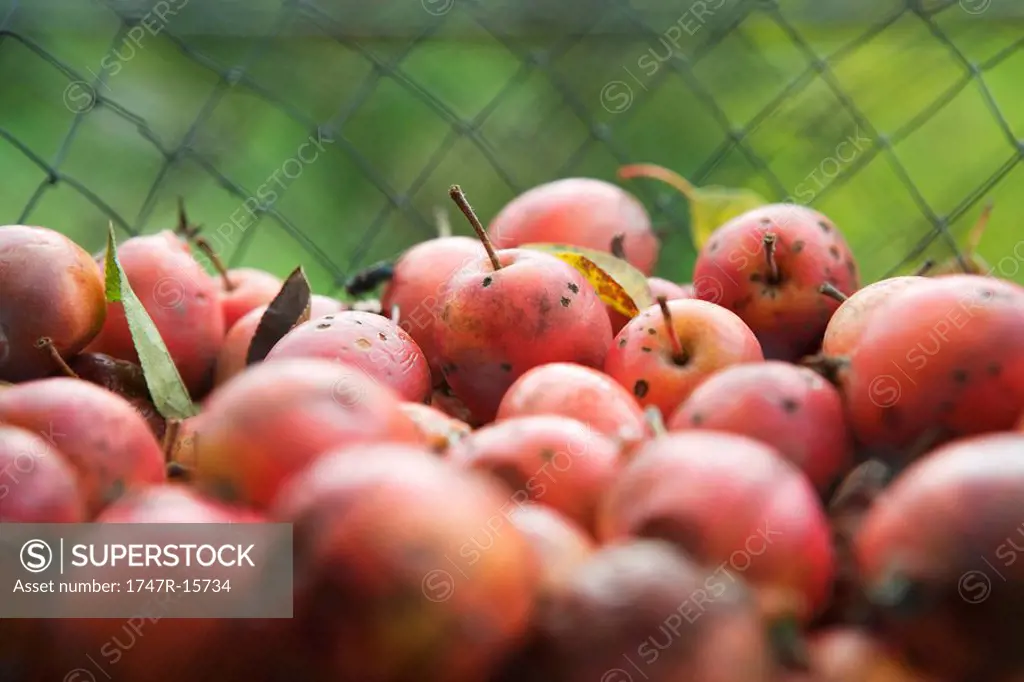 Organic apples, close-up