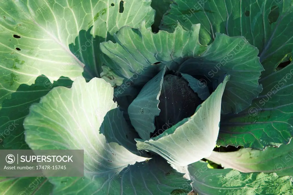 Cabbage, extreme close-up