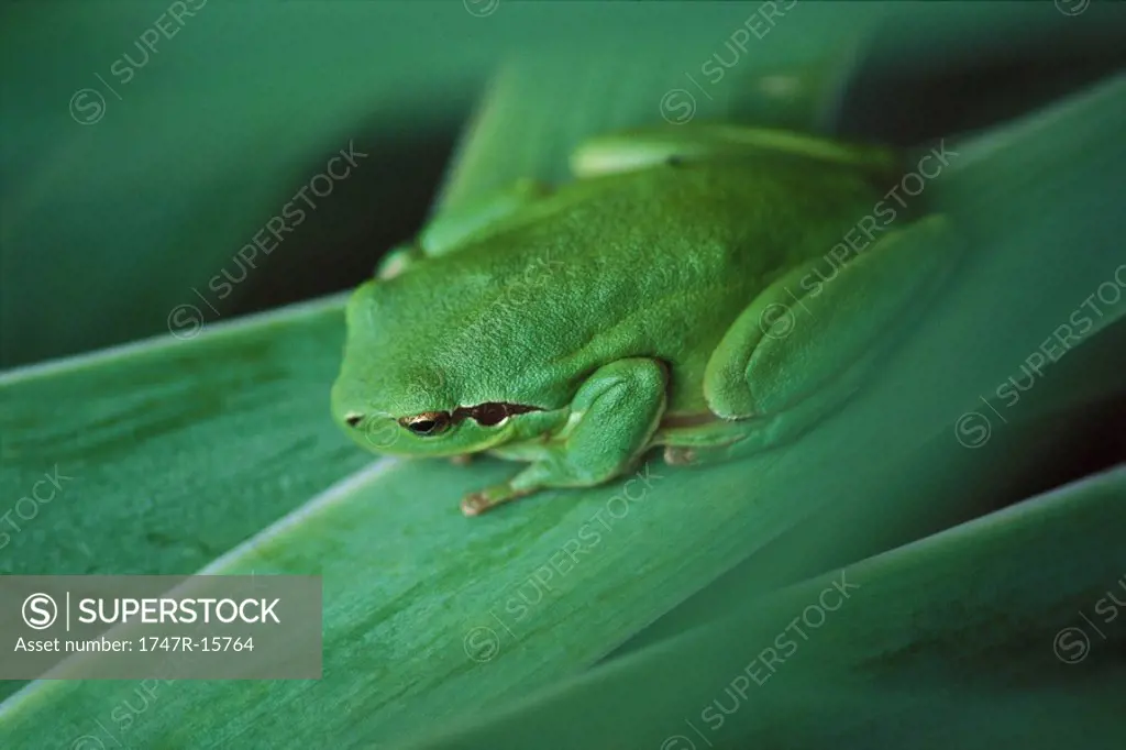 Mediterranean Tree Frog Hyla meridionalis