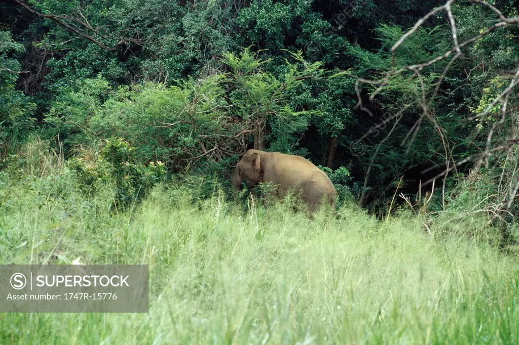 Sri Lankan Elephant grazing in forest meadow