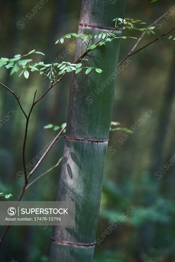 Young tree growing next to thick bamboo stalk