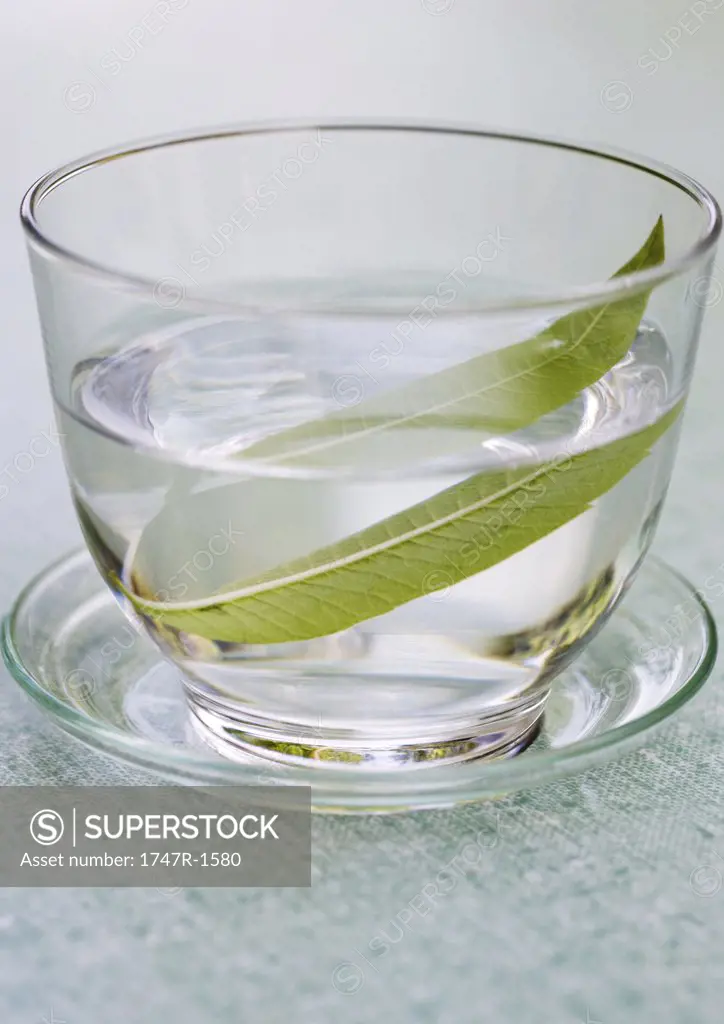 Lemon verbena leaf steeping in glass of water