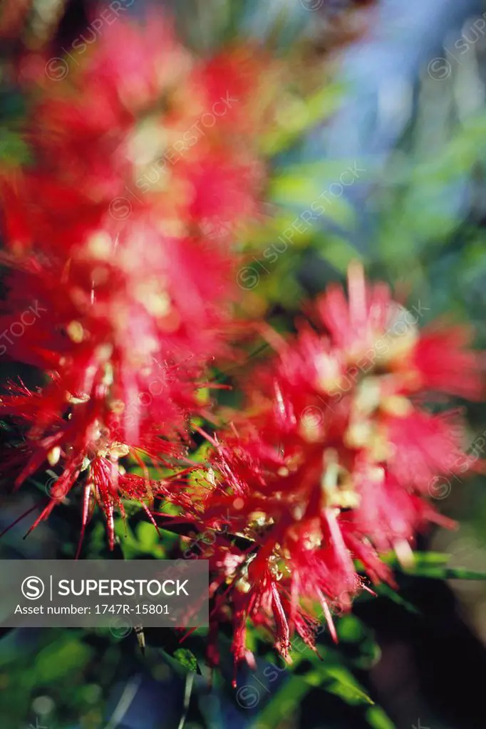 Bottlebrush Callistemon flowers
