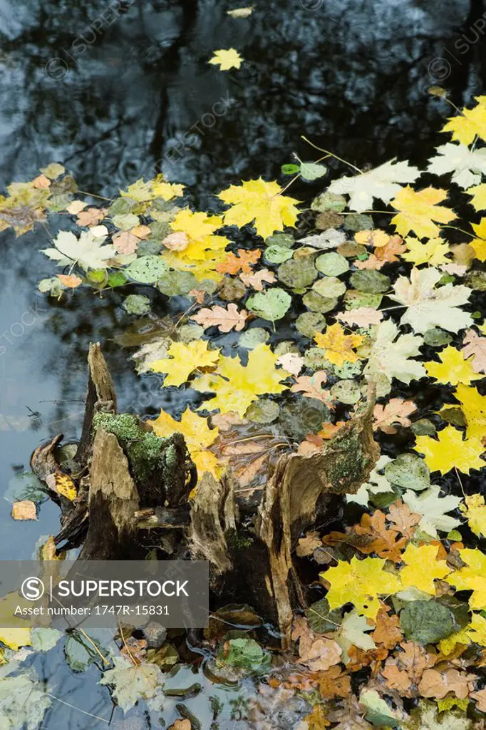 Autumn leaves floating on surface of pond