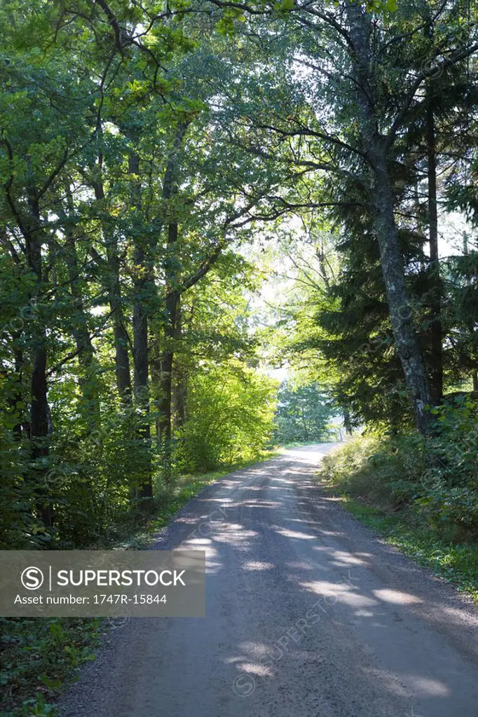 Dirt road through woods