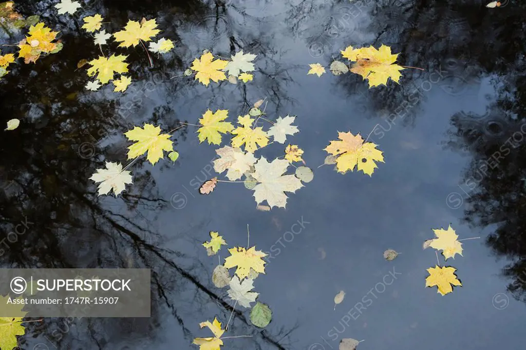 Maple leaves floating on surface of pond