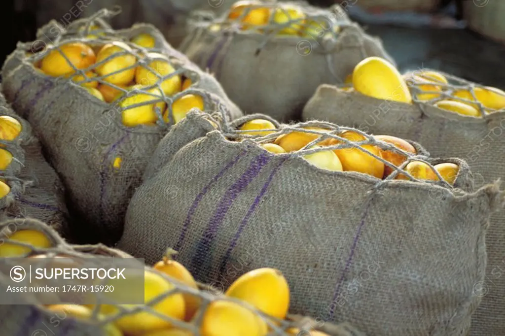 Burlap sacks filled with fresh squash