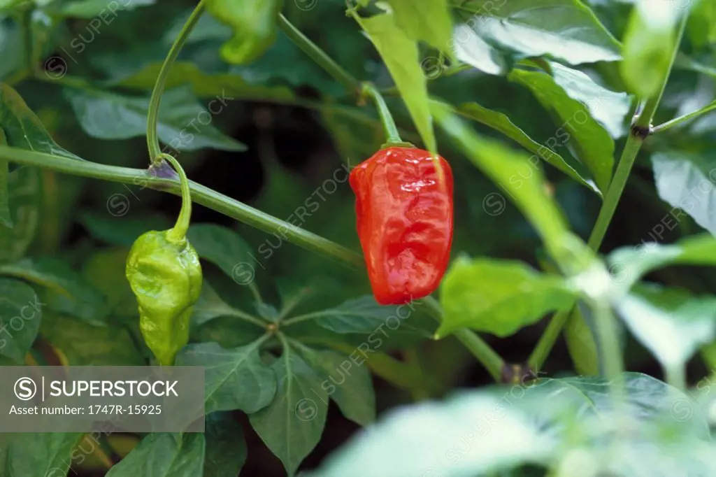 Hot peppers growing