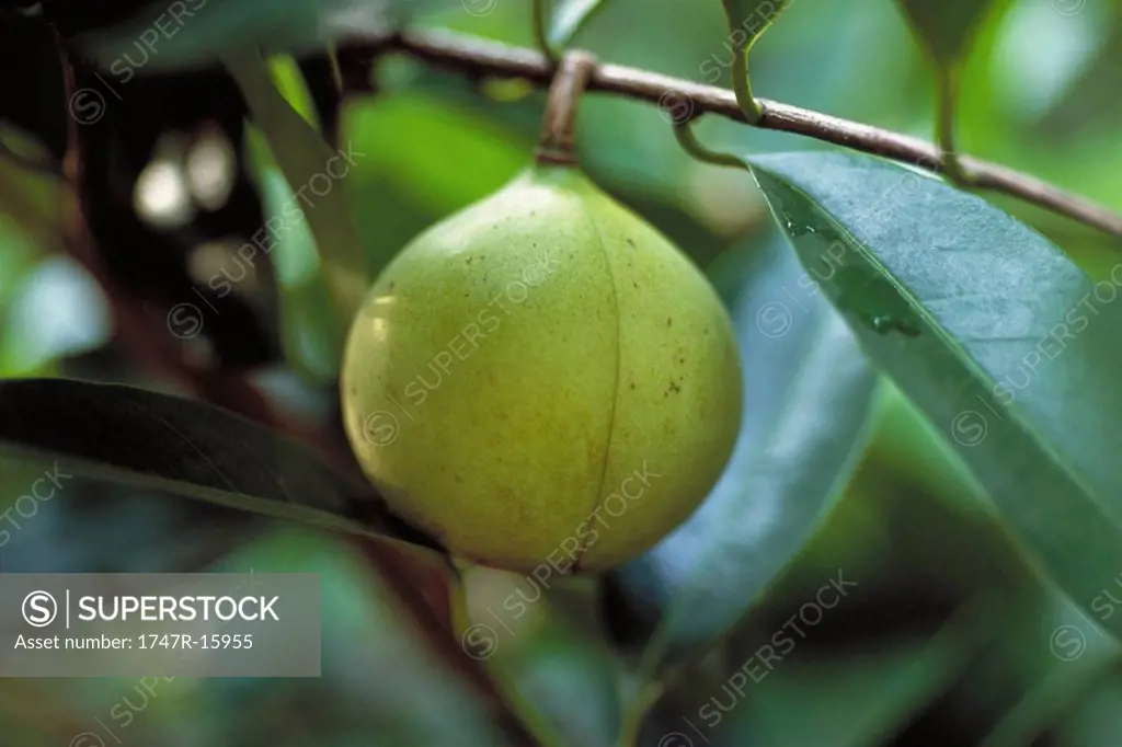 Passionfruit growing on tree